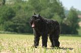 BOUVIER DES FLANDRES 523